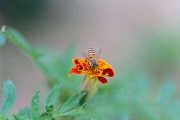 A honeybee infested with mites. A large number of mites (Varroa destructor) on its back.