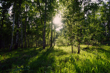 Birch trees. Green grass, herbaceous plants. Beautiful nature background. Sun rays morning shadows. Forest glade. Outdoors environment eco ecology concept.