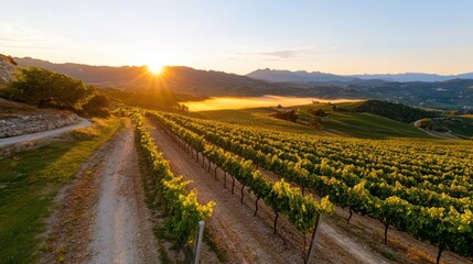 Golden Sunrise Over Vineyard Rows And Rolling Hills Creating Serene Morning Landscape