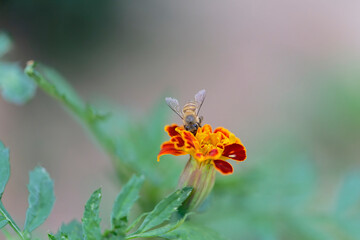 A honeybee infested with mites. A large number of mites (Varroa destructor) on its back.