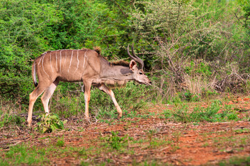 kudu grazing on the savannah, african animals typical to Southern Africa in Botswana