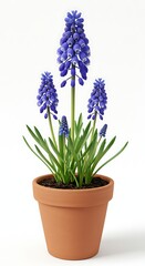 Naklejka premium Blue muscari bloom in terracotta pot