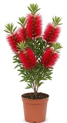 Fototapeta premium Bottlebrush blossoms in brown pot