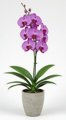 Naklejka premium Captivating purple orchid plant in pot