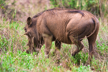 warthog grazing on the savannah, african animals typical to Southern Africa in Botswana