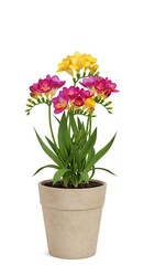 Freesias in a pot vibrant blooms