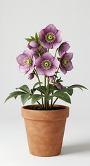 Naklejka premium Hellebore blooms in earthenware pot