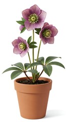 Hellebore plant flourishes in terracotta pot
