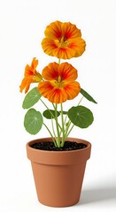 Fototapeta premium Orange nasturtium blossoms in terra cotta pot