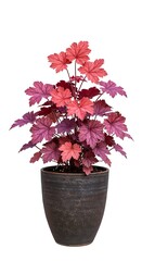 Ornamental foliage plant displaying vibrant leaf colors