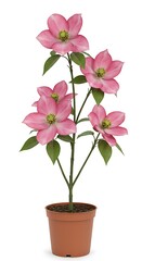 Pink blossoms sprout in terracotta pot