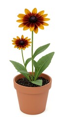 Obraz premium Rudbeckia hirta blossoming in terracotta pot
