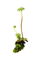 liverwort isolated on a white background, Marchantia polymorpha