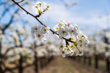 Obraz premium Pear flowers bloom in spring