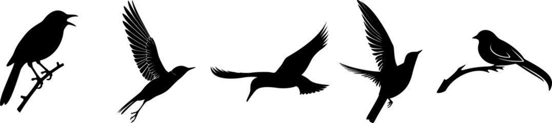 Obraz premium Flying and Perching Bird Silhouette Vector Set – Black Wildlife Shapes in Motion and Rest for Logos, Nature Illustrations, Educational Graphics, and Decorative Design Elements