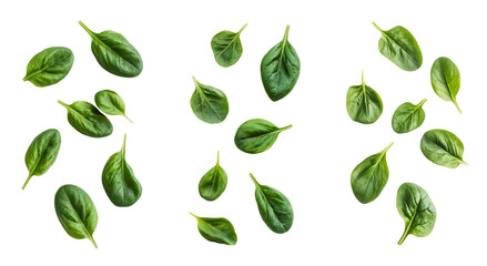fresh green spinach leaves on white background