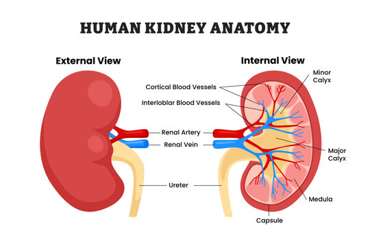 Human kidney anatomy structure diagram with external and internal or cross section view, educational medical poster design healthcare scheme, human kidney internal organs. Labeled ureter, artery, vein