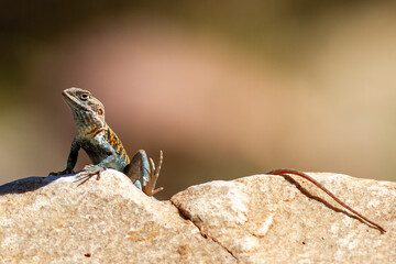Australian Red-barred Dragon basking on hot rock with fingers and toes raised