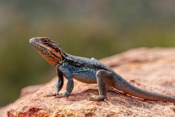 Australian Swift Rock Dragon basking on rock