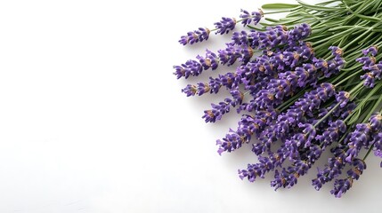Fragrant lavender bouquet against a clean white background, room for text