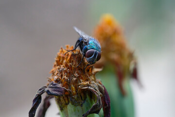Blue bottle fly, Compound eyes insect, nature, macro, close up, fly, bug, pest, summer, wildlife, closeup, small, wings, close-up, garden, spring, wild, detail