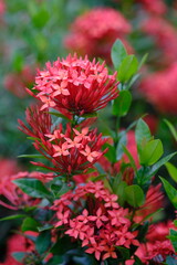 Ixora coccinea originates from the wet tropical biome which is spread from western and southern India, Sri Lanka, Bangladesh to Indo-China.