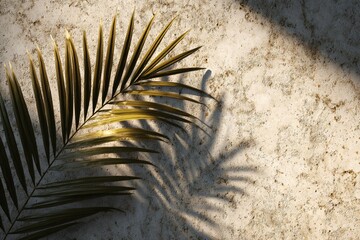 Sunlight Casting Shadows on Palm Leaves Natural Setting Photography Artistic Perspective