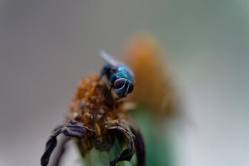 Blue bottle fly, Compound eyes insect, nature, macro, close up, fly, bug, pest, summer, wildlife, closeup, small, wings, close-up, garden, spring, wild, detail