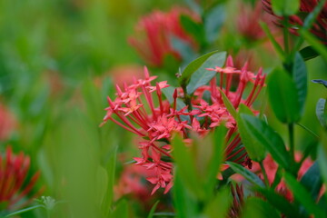 Ixora coccinea originates from the wet tropical biome which is spread from western and southern India, Sri Lanka, Bangladesh to Indo-China.