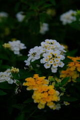 Lantana camara (common lantana) is a species of flowering plant in the verbena family (Verbenaceae), native to tropical America. Blurred image.