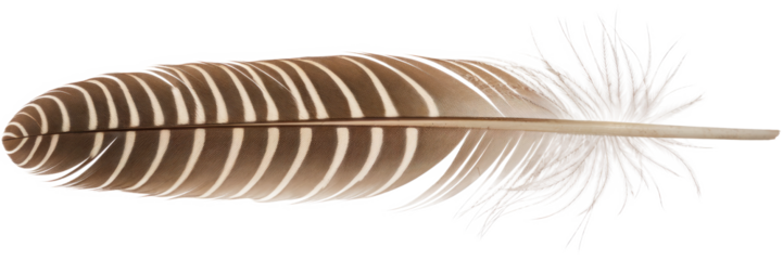 feather, brown and white feather isolated on white background