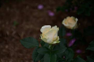 バラの花「ピーチアバランチェ」