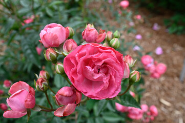 バラの花「ディックコスター」