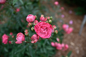 バラの花「ディックコスター」