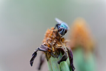 Blue bottle fly on the withered flower (macro)