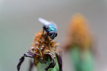 Blue bottle fly on the withered flower (macro)