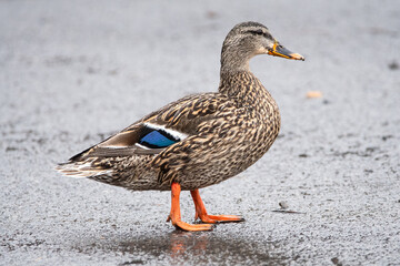 Duck spotted at Onondaga Lake, Syracuse, NY