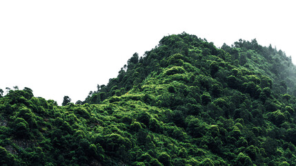 Lush green mountain forest isolated on transparent background
