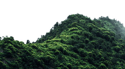 Lush green mountain forest isolated on transparent background