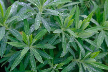 Walangan, Walangi, walang sangit plant, Javanese coriander or walang sangit leaves or Eryngium foetidum is a species of tropical perennial plant in the Apiaceae family. green leaf with sparkling dew