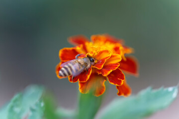 Honey bee on marigold