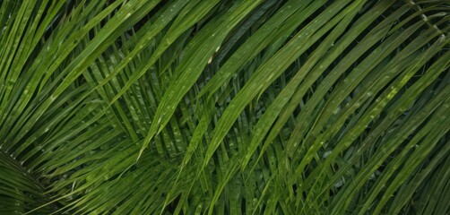 Vibrant green palm frond texture, close-up detail, closeup shot, vibrant green, nature
