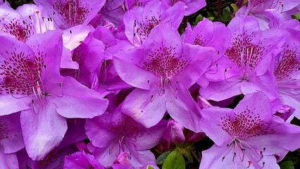 The Beautiful Blooming Purple Azaleas are absolutely stunning in Full Blossom this season