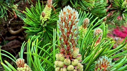 Pristine Pine Tree Buds and Needles Stand Out Beautifully Against a Lush Green Background