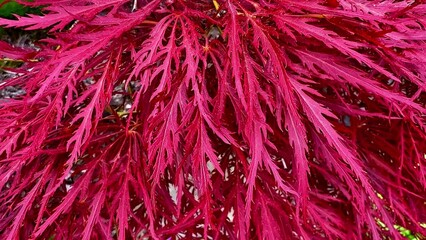 The Vibrant Red Leaves of the Japanese Maple Are Captured with Stunning Clarity Focus