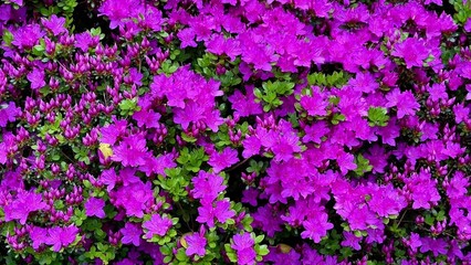 The Beautiful and Vibrant Bougainvillea Flowers are Absolutely in Full Bloom Right Now