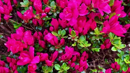 Selbstklebende Fototapeten Pink Stunningly Beautiful and Vibrant Pink Azalea Flowers in Full Bloom, Glowing with Life  © Vladimir
