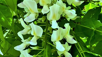 Stunning White Flowering Plants that Feature Vibrant Green Leaves and Lush Foliage