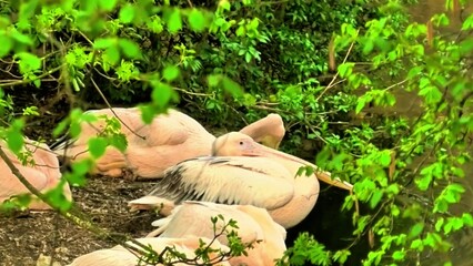 Pelicans are observed resting peacefully in lush greenery, creating a serene and beautiful sight