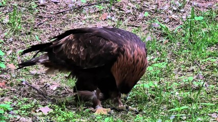 Exploring the Majestic Golden Eagle and Its Hunting Practices in Its Natural Habitat